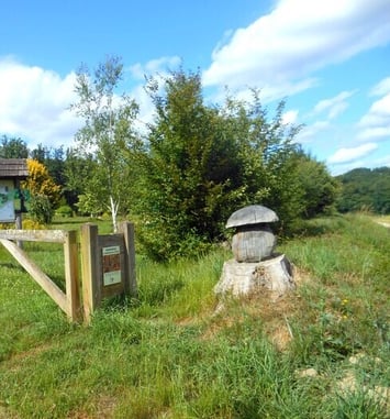 Visite guidée de l'arboretum
